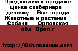 Предлагаем к продаже щенка сенбернара - девочку. - Все города Животные и растения » Собаки   . Орловская обл.,Орел г.